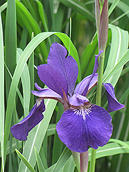 Caesar's Brother Siberian Iris (Iris sibirica 'Caesar's Brother') at Creekside Home & Garden