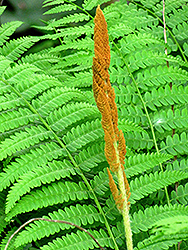 Cinnamon Fern (Osmunda cinnamomea) at Creekside Home & Garden