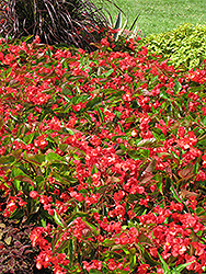 Dragon Wing Red Begonia (Begonia 'Dragon Wing Red') at Creekside Home & Garden