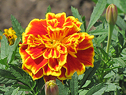 Safari Scarlet Marigold (Tagetes patula 'Safari Scarlet') at Creekside Home & Garden