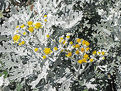Silver Dust Dusty Miller (Senecio cineraria 'Silver Dust') at Creekside Home & Garden