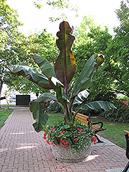 Red Banana (Ensete ventricosum 'Maurelii') at Creekside Home & Garden