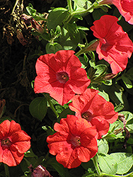 Supertunia Red Petunia (Petunia 'Supertunia Red') at Creekside Home & Garden