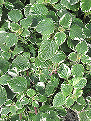 Swedish Ivy (Plectranthus forsteri 'Marginatus') at Creekside Home & Garden