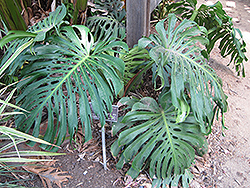 Monstera Deliciosa Plant (Monstera deliciosa) at Creekside Home & Garden