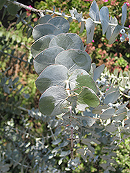 Baby Blue Silver-leaved Mountain Gum (Eucalyptus pulverulenta 'Baby Blue') at Creekside Home & Garden