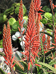 Aloe Vera (Aloe vera) at Creekside Home & Garden