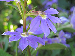 Whirlwind Blue Fan Flower (Scaevola aemula 'Whirlwind Blue') at Creekside Home & Garden