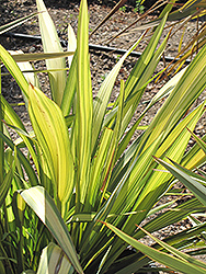 Yellow Wave New Zealand Flax (Phormium 'Yellow Wave') at Creekside Home & Garden
