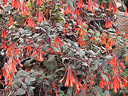 Gartenmeister Fuchsia (Fuchsia 'Gartenmeister Bonstedt') at Creekside Home & Garden