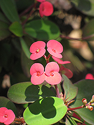 Crown Of Thorns (Euphorbia milii) at Creekside Home & Garden