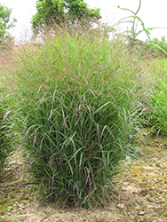 Prairie Sky Switch Grass (Panicum virgatum 'Prairie Sky') at Creekside Home & Garden