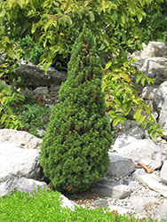 Jean's Dilly Spruce (Picea glauca 'Jean's Dilly') at Creekside Home & Garden