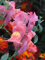 Montego Pink Snapdragon (Antirrhinum majus 'Montego Pink') at Creekside Home & Garden