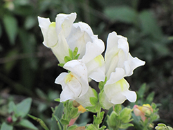 Montego White Snapdragon (Antirrhinum majus 'Montego White') at Creekside Home & Garden