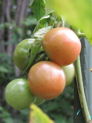 Better Boy Tomato (Solanum lycopersicum 'Better Boy') at Creekside Home & Garden