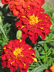 Safari Red Marigold (Tagetes patula 'Safari Red') at Creekside Home & Garden