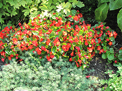 Bada Bing Scarlet Begonia (Begonia 'Bada Bing Scarlet') at Creekside Home & Garden