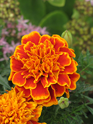 Janie Flame Marigold (Tagetes patula 'Janie Flame') at Creekside Home & Garden