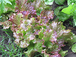 Red Salad Bowl Lettuce (Lactuca sativa var. crispa 'Red Salad Bowl') at Creekside Home & Garden