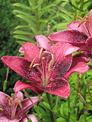 Purple Eye Lily (Lilium 'Purple Eye') at Creekside Home & Garden