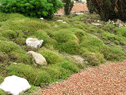 Irish Moss (Sagina subulata) at Creekside Home & Garden