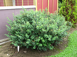 Tor Spirea (Spiraea betulifolia 'Tor') at Creekside Home & Garden