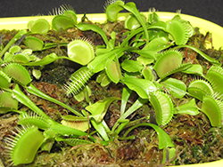 Venus Flytrap (Dionaea muscipula) at Creekside Home & Garden