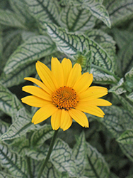 Loraine Sunshine False Sunflower (Heliopsis helianthoides 'Loraine Sunshine') at Creekside Home & Garden