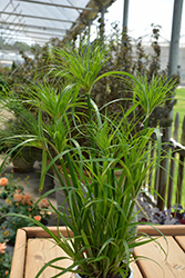 Prince Tut Egyptian Papyrus (Cyperus 'Prince Tut') at Creekside Home & Garden