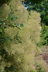 Young Lady Smokebush (Cotinus coggygria 'Young Lady') at Creekside Home & Garden