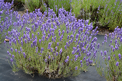 Hidcote Lavender (Lavandula angustifolia 'Hidcote') at Creekside Home & Garden