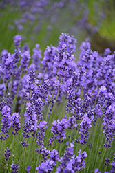 Hidcote Lavender (Lavandula angustifolia 'Hidcote') at Creekside Home & Garden