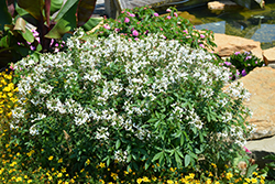 Senorita Blanca Spiderflower (Cleome 'INCLESBIMP') at Creekside Home & Garden