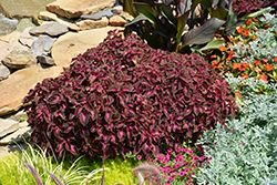 ColorBlaze Kingswood Torch Coleus (Solenostemon scutellarioides 'Kingswood Torch') at Creekside Home & Garden