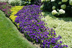 Supertunia Royal Velvet Petunia (Petunia 'Supertunia Royal Velvet') at Creekside Home & Garden