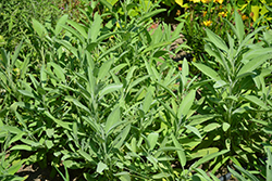 Common Sage (Salvia officinalis) at Creekside Home & Garden