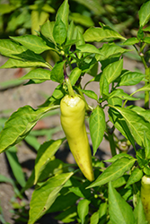 Hungarian Hot Wax Pepper (Capsicum annuum 'Hungarian Hot Wax') at Creekside Home & Garden