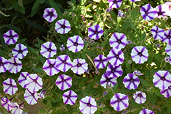 Supertunia Violet Star Charm Petunia (Petunia 'Supertunia Violet Star Charm') at Creekside Home & Garden