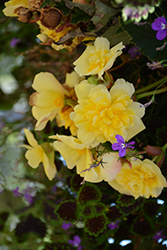 Illumination Lemon Begonia (Begonia 'Illumination Lemon') at Creekside Home & Garden