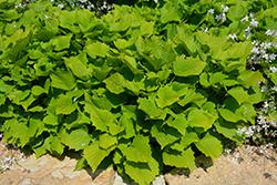 Sweet Caroline Bewitched Green With Envy Sweet Potato Vine (Ipomoea batatas 'NCORNSP-020BWGWE') at Creekside Home & Garden