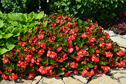 Surefire Red Begonia (Begonia 'Surefire Red') at Creekside Home & Garden