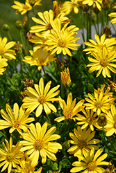 Bright Lights Yellow African Daisy (Osteospermum 'Bright Lights Yellow') at Creekside Home & Garden