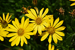 Bright Lights Yellow African Daisy (Osteospermum 'Bright Lights Yellow') at Creekside Home & Garden