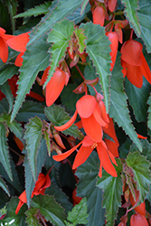 Santa Cruz Sunset Begonia (Begonia boliviensis 'Santa Cruz Sunset') at Creekside Home & Garden