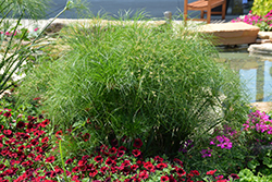 Prince Tut Egyptian Papyrus (Cyperus 'Prince Tut') at Creekside Home & Garden