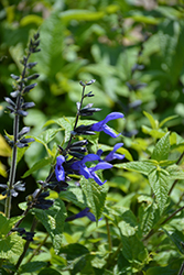 Black And Blue Anise Sage (Salvia guaranitica 'Black And Blue') at Creekside Home & Garden