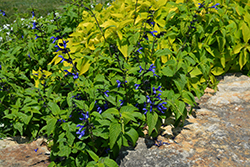 Black And Blue Anise Sage (Salvia guaranitica 'Black And Blue') at Creekside Home & Garden