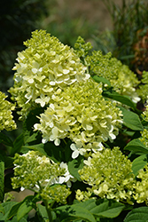 Little Lime Hydrangea (Hydrangea paniculata 'Jane') at Creekside Home & Garden