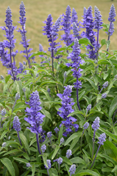Victoria Blue Salvia (Salvia farinacea 'Victoria Blue') at Creekside Home & Garden
